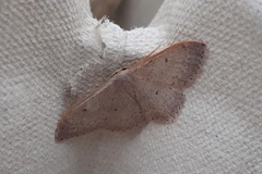 Idaea eugeniata