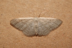 Idaea subsericeata