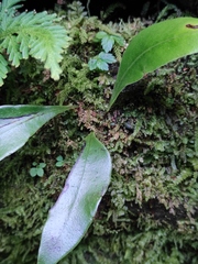 Polypodiaceae