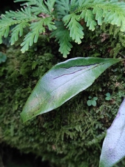 Polypodiaceae