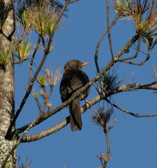 Turdus chiguanco