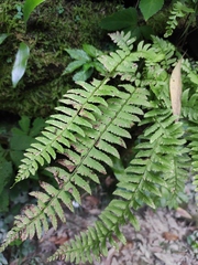 Polystichum tripteron