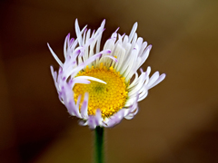 Erigeron divergens