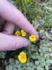 Erythranthe primuloides