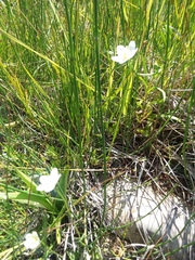 Parnassia