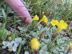Erythranthe primuloides