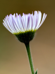 Erigeron divergens