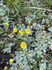 Erythranthe primuloides