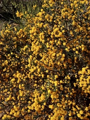 Acacia acanthoclada