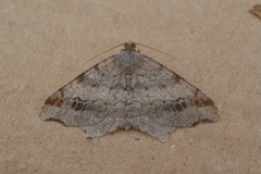 Macaria alternata