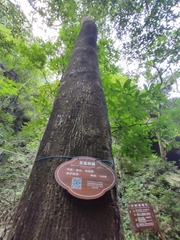 Machilus ichangensis