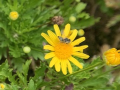 Eutricharaea