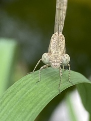 Argia immunda