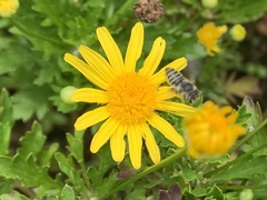 Eutricharaea