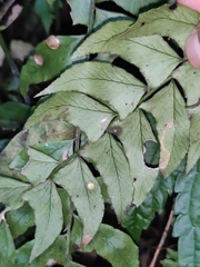Polystichum balansae