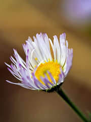 Erigeron divergens