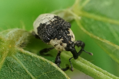 Sternuchopsis trifida