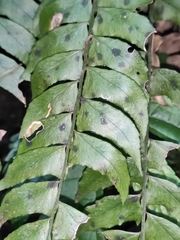 Polystichum balansae