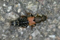 Platydracus chalcocephalus