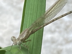 Argia immunda
