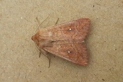 Mythimna albipuncta