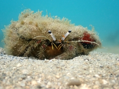 Dardanus scutellatus