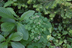Thalictrum venulosum