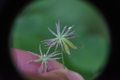 Thalictrum venulosum