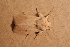 Mythimna vitellina