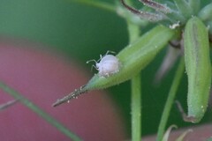 Entomophthorales