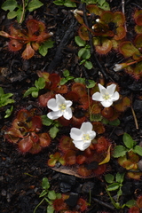 Drosera aberrans