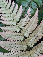 Dryopteris labordei