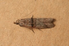 Nephopterix angustella