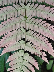 Dryopteris labordei