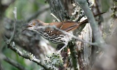 Toxostoma longirostre