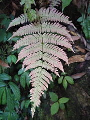 Dryopteris labordei