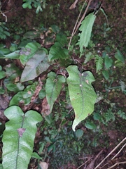 Stegnogramma wilfordii