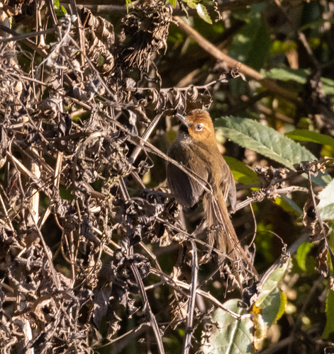 Black-throated Thistletail (Asthenes harterti), photo 6