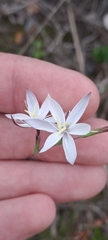 Hesperantha falcata