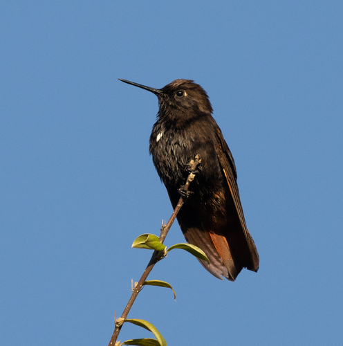 Black-hooded Sunbeam (Aglaeactis pamela), photo 5