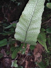 Stegnogramma wilfordii