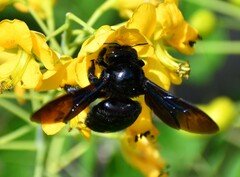 Xylocopa strandi