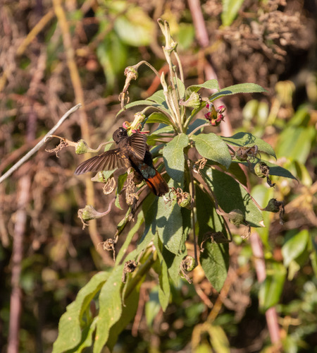 Black-hooded Sunbeam (Aglaeactis pamela), photo 6