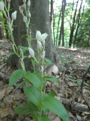 Cephalanthera damasonium