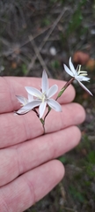 Hesperantha falcata