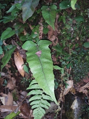 Stegnogramma wilfordii