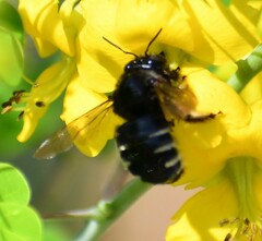 Xylocopa tabaniformis parkinsoniae