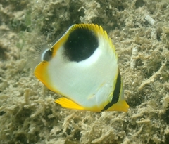 Chaetodon ephippium