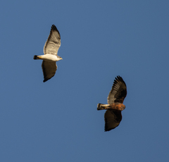 Geranoaetus polyosoma