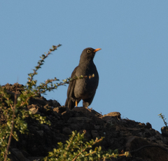 Turdus chiguanco